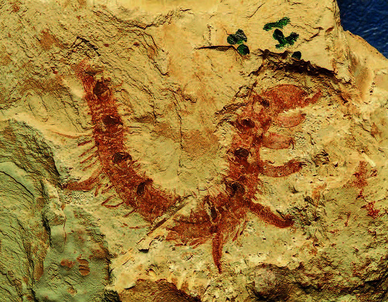 Fossil окаменелости. Палеонтология окаменелости. Палео окаменелости. Отпечатки древних животных.
