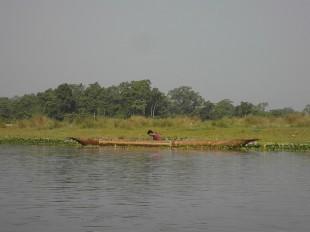in Chitwan