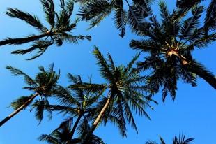 palm-trees-1336662_960_720