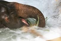 13 слон в водопаде