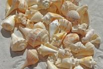 sea-shells-1235586_640