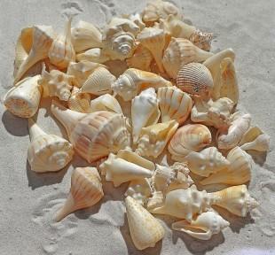 sea-shells-1235586_960_720