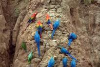 Blue-and-yellow Macaws and Scarlet Macaws at the clay lick