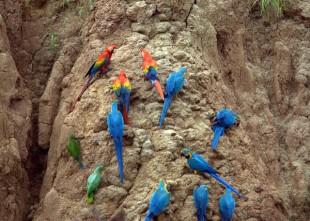 Blue-and-yellow Macaws and Scarlet Macaws at the clay lick