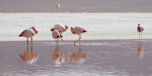 flamingos-2099640_1280