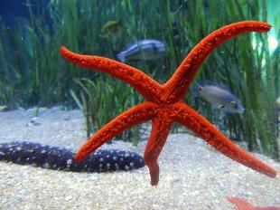 starfish-1743018_640