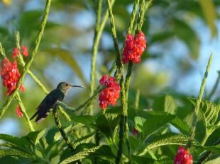 hummingbird-2523699_960_720