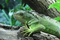 iguana-267577_640