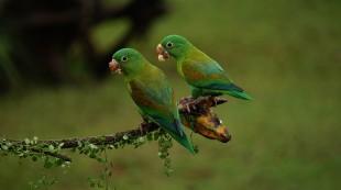 orange-chinned-parrots-1586951_640