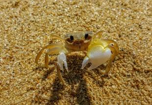 crab-3647180_640
