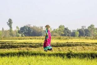 HNSC03_nepal_woman-rice-field-paddy