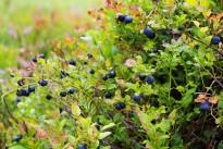 blueberries-1648595_640