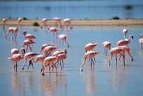 flamingos-2037497_640