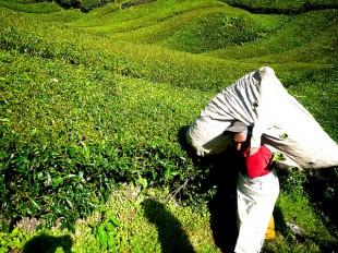 tea-plantation-261514_640