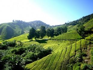 tea-plantation-261515_640