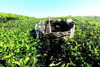 tea-plantation-261518_640