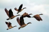 geese-1990202_960_720