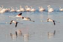 greater-flamingoes-3566119_640