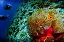 058 - Anemone, Anemonefish & Divers
