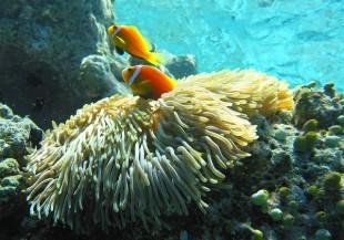 maldive-anemonefish-585779_640