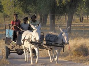 cart-animal-vehicle-africa-donkey-children-1042416-pxhere.com