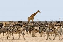 nature-adventure-dry-wildlife-herd-africa-827695-pxhere.com