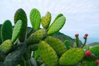 prickly-pear-1501307_640