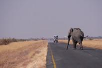 sand-road-adventure-wildlife-mammal-savanna-1035224-pxhere.com