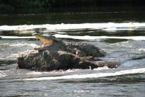 water-rock-river-wildlife-africa-predator-1009299-pxhere.com