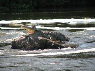 water-rock-river-wildlife-africa-predator-1009299-pxhere.com