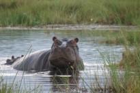wildlife-wild-africa-mammal-fauna-wetland-1355085-pxhere.com