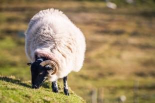 Slieve League Sheep