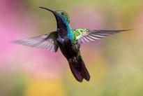 hummingbird-1854225_640
