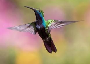 hummingbird-1854225_640