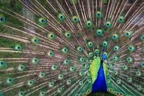 peacock-1246843_640