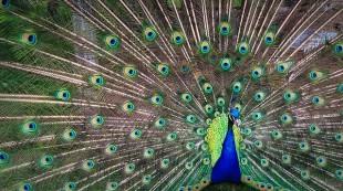 peacock-1246843_640