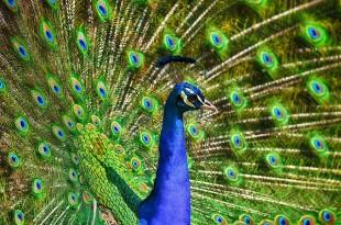 peacock-3617385_640