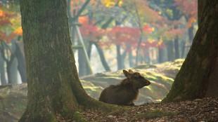 A deer in Nara