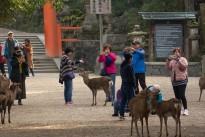 Tourists taking pictures of the deer in Nara