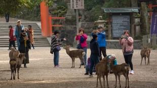 Tourists taking pictures of the deer in Nara