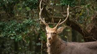 Male deer with antlers in Nara