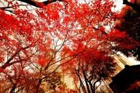 autumnal-leaves-2380617_640