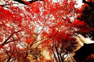 autumnal-leaves-2380617_640