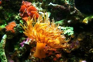 sea-anemone-1460662_640