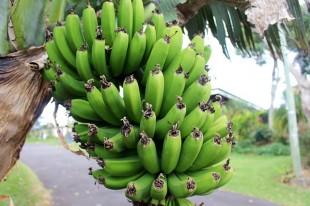 bananas-1037093_640