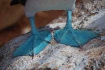 bird-wing-feet-insect-macro-blue-1356086-pxhere.com(2)