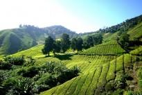 tea-plantation-261515_640