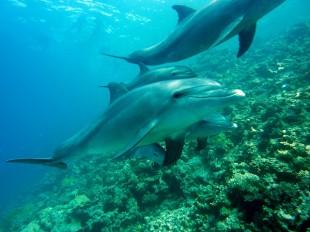 dolphins-378217_640