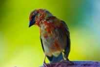 nature-bird-wildlife-green-red-beak-896508-pxhere.com