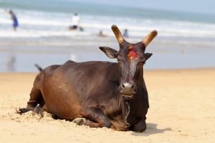 Holy cow on the beach